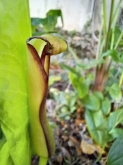 Arum hygrophilum