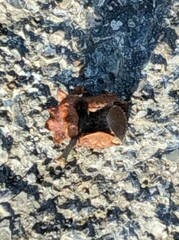 Andricus dentimitratus