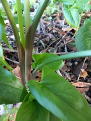 Arum hygrophilum