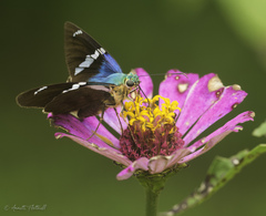 Astraptes fulgerator