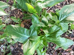 Arum hygrophilum