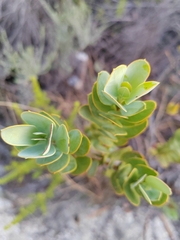 Colpoon compressum