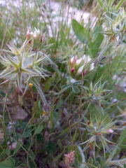 Trifolium stellatum