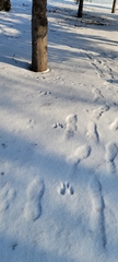 Sciurus vulgaris