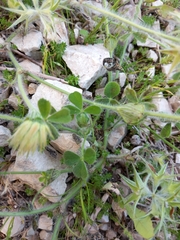 Trifolium stellatum