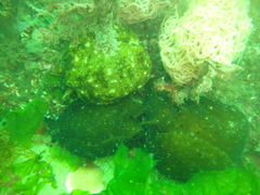 Aplysia depilans