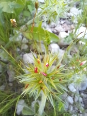 Trifolium stellatum