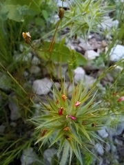 Trifolium stellatum