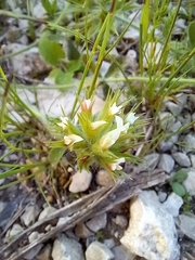 Trifolium stellatum
