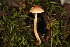 Lepiota