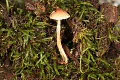 Lepiota