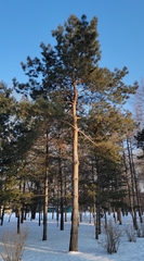 Pinus
