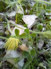 Trifolium stellatum