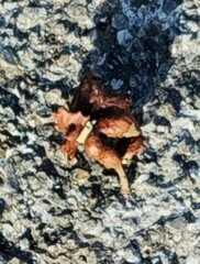 Andricus dentimitratus