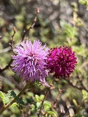 Mimosa australis