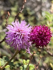 Mimosa australis