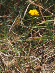 Lonas annua