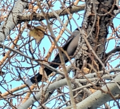 Cyanopica cyanus