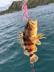 Helicolenus percoides