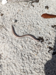 Plestiodon reynoldsi