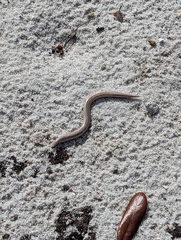 Plestiodon reynoldsi