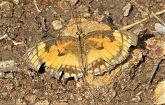 Byblia anvatara