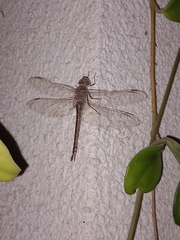 Anax ephippiger