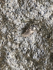 Coelopidae