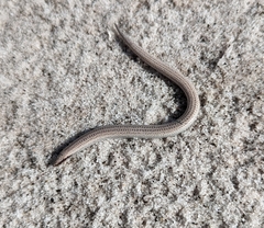 Plestiodon reynoldsi