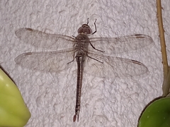 Anax ephippiger
