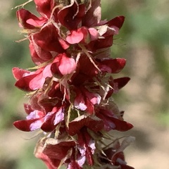 Indigofera daleoides image