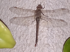 Anax ephippiger