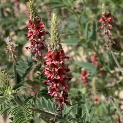 Indigofera daleoides image