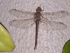 Anax ephippiger