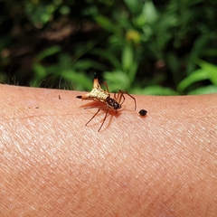 Micrathena sanctispiritus