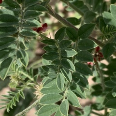 Indigofera daleoides image