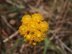 Lonas annua