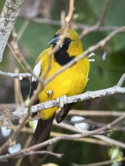 Icterus leucopteryx