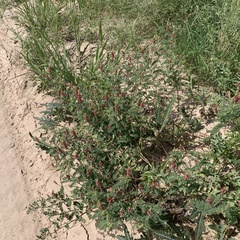 Indigofera daleoides image