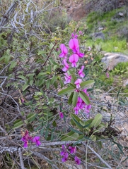 Lathyrus vestitus alefeldii