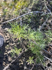 Artemisia palmeri