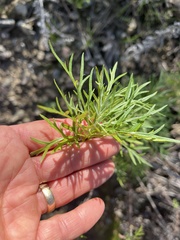 Artemisia palmeri