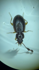 Trechus obtusus