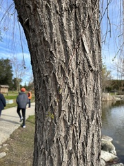 Salix babylonica