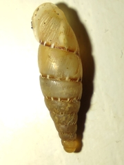 Papillifera