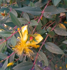 Hypericum calycinum
