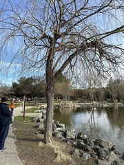 Salix babylonica