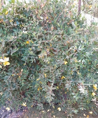 Hypericum calycinum