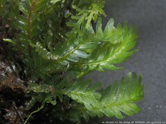 Fissidens polypodioides