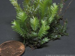 Fissidens polypodioides